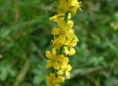 Planta medicinal Agrimonia (Agrimonia eupatoria)