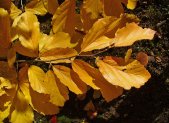 Planta de hamamelis usada para preparar agua astringente