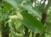 Planta medicinal Haritaki (Terminalia chebula)