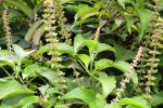 Albahaca Africana - planta medicinal africana