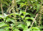 Albahaca Africana - planta medicinal africana