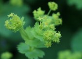 Planta medicinal Alquimila (Alchemilla vulgaris)