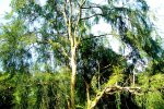 Arbol de Amla, Phyllanthus emblica, fruto rico en vitamina C y antioxidantes