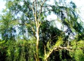 Arbol de Amla, Phyllanthus emblica, fruto rico en vitamina C y antioxidantes