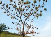 Planta medicinal Cuachalalate (Amphipterygium adstringens)