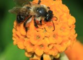 Planta medicinal Matico (Buddleja globosa)