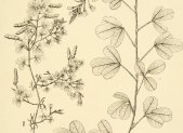 Planta medicinal Desmodio (Desmodium adscendens)