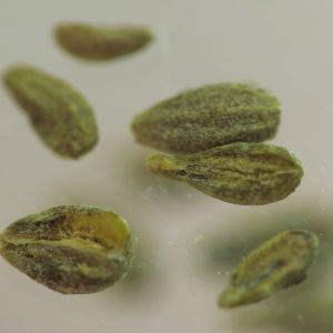 Anís verde