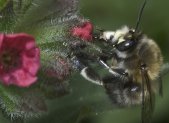 Planta medicinal Pulmonaria (Pulmonaria officinalis)