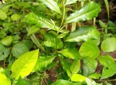 Receta de Infusión medicinal de anamú para el dolor articular