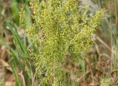 Planta medicinal Artemisa dulce (Artemisia annua)