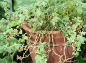 Planta de ashwagandha, Withania somnifera, raiz adaptogena de la India