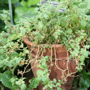 Planta de ashwagandha, Withania somnifera, raiz adaptogena de la India