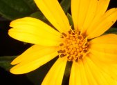 Planta medicinal Aspilia africana (Aspilia africana)