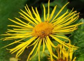 Planta medicinal Énula campana (Inula helenium)
