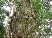 Liana de Ayahuasca, Banisteriopsis caapi, planta sagrada de la Amazonia