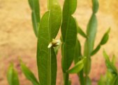 Planta medicinal Carqueja (Baccharis trimera)