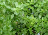 Planta medicinal Bacopa monnieri (Brahmi) con flores y hojas suculentas