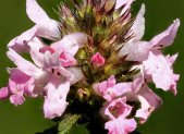 Planta medicinal Betónica (Betonica officinalis)