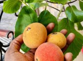 Planta medicinal Kola amarga (Garcinia kola)