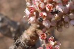Arbol de Boswellia serrata, incienso indio usado como antiinflamatorio