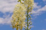 Cimicífuga - planta medicinal