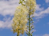 Cimicífuga - planta medicinal
