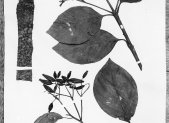 Planta medicinal Quina (Cinchona officinalis)