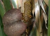 Semillas de coco de mer, la mas grande y pesada del reino vegetal