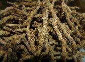 Planta medicinal Coptis china (Coptis chinensis)