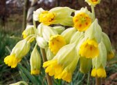 Planta medicinal Prímula (Primula veris)