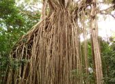 El higo estrangulador: el árbol que mata a su anfitrión
