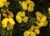 Planta medicinal Honeybush (Cyclopia intermedia) flores amarillas silvestres en fynbos