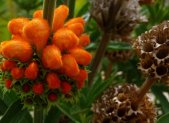Dagga - planta medicinal africana