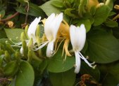 Planta medicinal Madreselva japonesa (Lonicera japonica)