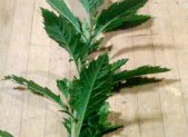 Epazote - planta medicinal