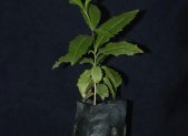 Planta medicinal Espinheira Santa (Maytenus ilicifolia)