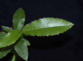 Receta de Infusión de Espinheira Santa para la Gastritis