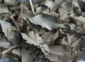 Dato curioso: El Secreto Guaraní que Derrotó a los Fármacos Antiácidos