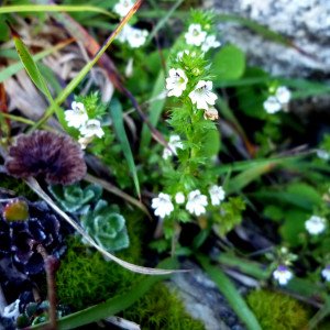 Eufrasia - planta medicinal
