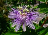Flor de la pasion Passiflora incarnata con su estructura caracteristica