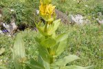 Genciana - planta medicinal