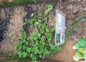 Planta medicinal Jiaogulan (Gynostemma pentaphyllum)