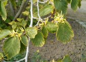 Flores y hojas de hamamelis, Hamamelis virginiana, planta cicatrizante europea