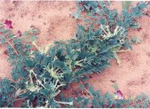 Planta medicinal Harpagofito (Harpagophytum procumbens)