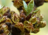 Planta medicinal Espino Amarillo (Hippophae rhamnoides)