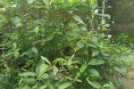 Hoja Amarga - planta medicinal africana
