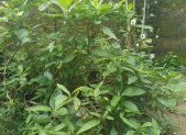 Hoja Amarga - planta medicinal africana