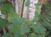 Planta medicinal Iboza (Tetradenia riparia)
