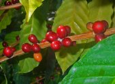 Infusión de Café energizante